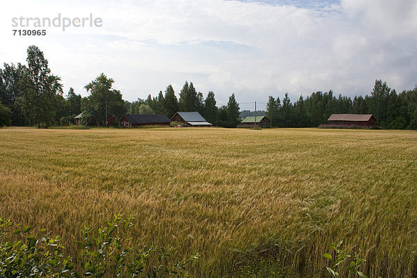Getreide Urlaub Blume Landschaft Landwirtschaft Reise Wald Pflanze Holz Wiese Agrarland Finnland Nordeuropa Skandinavien