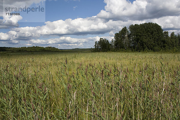 Naturschutzgebiet  Urlaub  Landschaft  Reise  Gras  Sumpf  Finnland  Nordeuropa  Schilf  Skandinavien  Feuchtgebiet