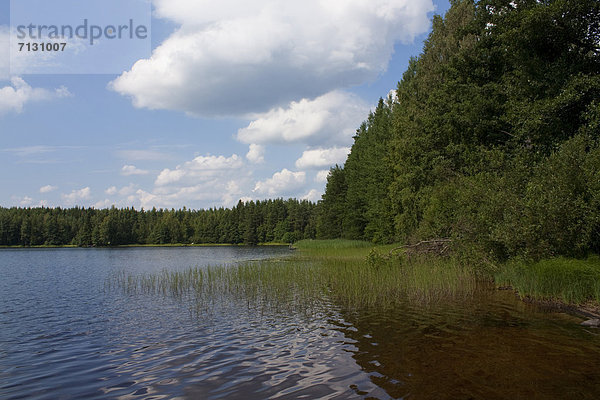 Wasserrand Wasser Landschaft Reise Wald See Holz Finnland Nordeuropa Skandinavien