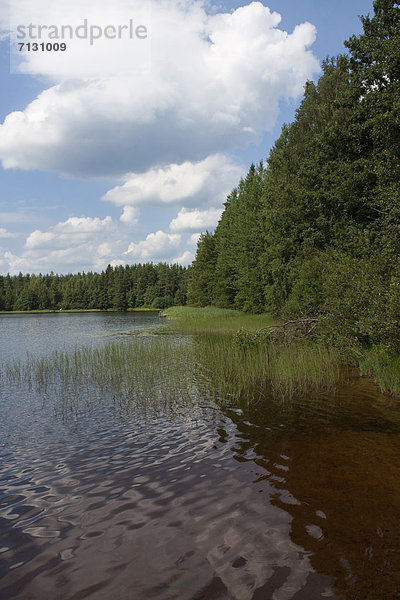 Wasserrand Wasser Landschaft Reise Wald See Holz Finnland Nordeuropa Skandinavien