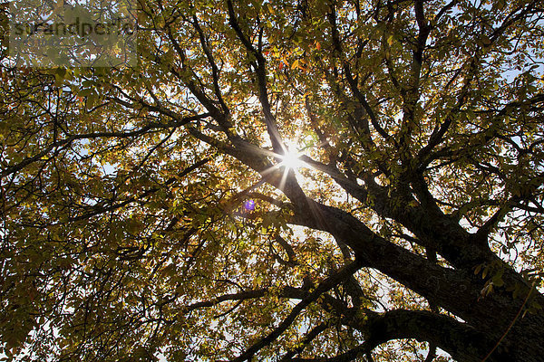 Baumkrone  Farbaufnahme  Farbe  Sonnenstrahl  Baum  Beleuchtung  Licht  Stimmung  Sonne