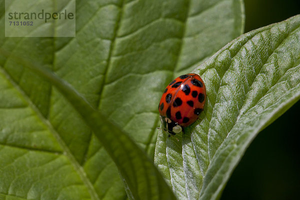 Glücksbringer  Fröhlichkeit  Garten  rot  Insekt  Käfer  Glück