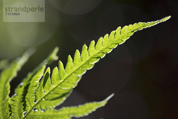 Makroaufnahme Detail Details Ausschnitt Ausschnitte Sommer grün Natur Pflanze Farn Close-up Gegenlicht Schweiz Zürich