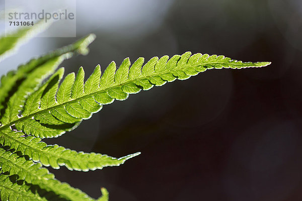 Makroaufnahme Detail Details Ausschnitt Ausschnitte Sommer grün Natur Pflanze Farn Close-up Gegenlicht Schweiz Zürich