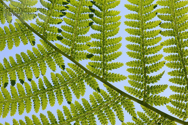 Makroaufnahme Detail Details Ausschnitt Ausschnitte Muster Sommer Konzept Gebäude grün Natur Pflanze Farn Abstraktion Hintergrund Close-up Gegenlicht Schnittmuster Schweiz Zürich