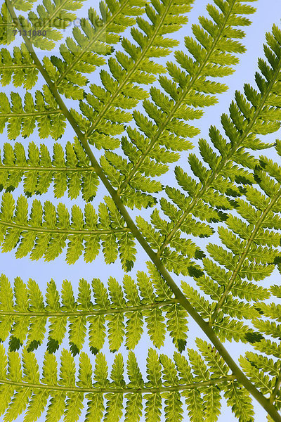 Makroaufnahme Detail Details Ausschnitt Ausschnitte Muster Sommer Konzept Gebäude grün Natur Pflanze Farn Abstraktion Hintergrund Close-up Gegenlicht Schnittmuster Schweiz Zürich