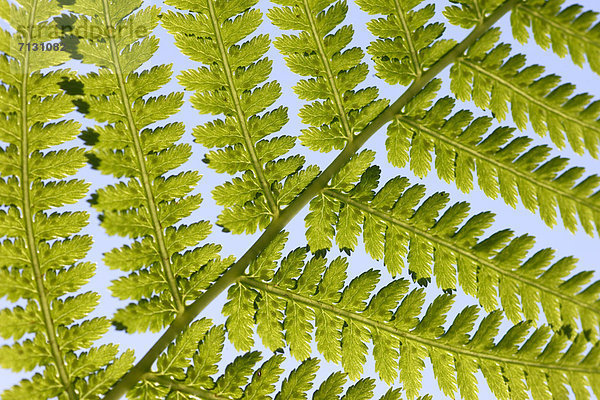 Makroaufnahme Detail Details Ausschnitt Ausschnitte Muster Sommer Konzept Gebäude grün Natur Pflanze Farn Abstraktion Hintergrund Close-up blau Gegenlicht Schnittmuster Schweiz Zürich