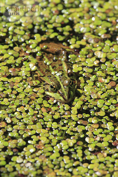 Wasser Kleiner Teichfrosch Rana esculenta Portrait Tarnung grün Teich Frosch 1 schwimmen Schweiz Zürich