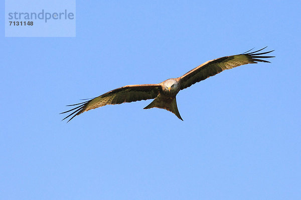 Greifvogel  blauer Himmel  wolkenloser Himmel  wolkenlos  Rotmilan  Milvus milvus  Roter Milan  Himmel  fliegen  fliegt  fliegend  Flug  Flüge  Natur  blau  Vogel  Flügel  1  Tier  Schweiz  Zürich