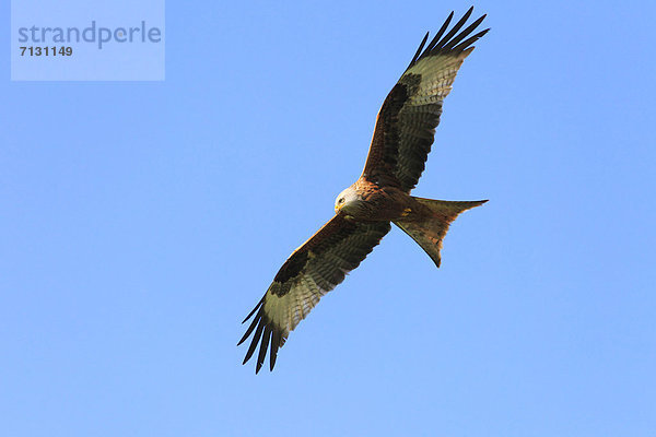 Greifvogel  blauer Himmel  wolkenloser Himmel  wolkenlos  Rotmilan  Milvus milvus  Roter Milan  Himmel  fliegen  fliegt  fliegend  Flug  Flüge  Natur  blau  Vogel  Flügel  1  Tier  Schweiz  Zürich