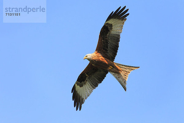 Greifvogel  blauer Himmel  wolkenloser Himmel  wolkenlos  Rotmilan  Milvus milvus  Roter Milan  Himmel  fliegen  fliegt  fliegend  Flug  Flüge  Natur  blau  Vogel  Flügel  1  Tier  Schweiz  Zürich