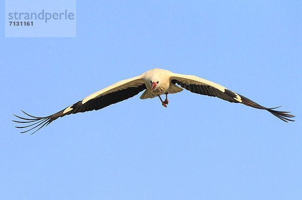 Weißstorch  Ciconia ciconia  blauer Himmel  wolkenloser Himmel  wolkenlos  spannen  fliegen  fliegt  fliegend  Flug  Flüge  Sommer  Himmel  blau  Vogel  Flügel  1  Storch  Schweiz  Zürich