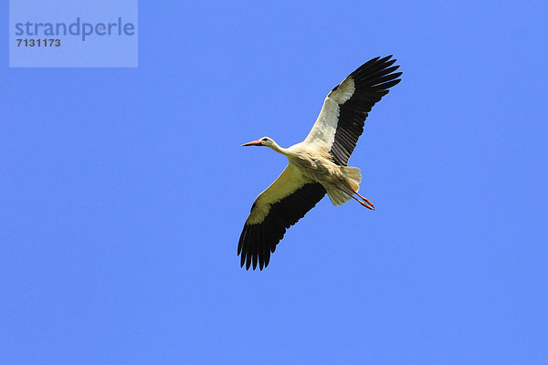 Weißstorch  Ciconia ciconia  blauer Himmel  wolkenloser Himmel  wolkenlos  spannen  fliegen  fliegt  fliegend  Flug  Flüge  Sommer  Himmel  blau  Vogel  Flügel  1  Storch  Schweiz  Zürich