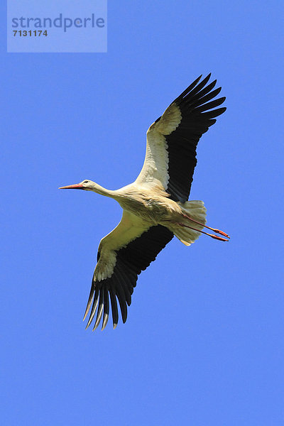 Weißstorch  Ciconia ciconia  blauer Himmel  wolkenloser Himmel  wolkenlos  spannen  fliegen  fliegt  fliegend  Flug  Flüge  Sommer  Himmel  blau  Vogel  Flügel  1  Storch  Schweiz  Zürich