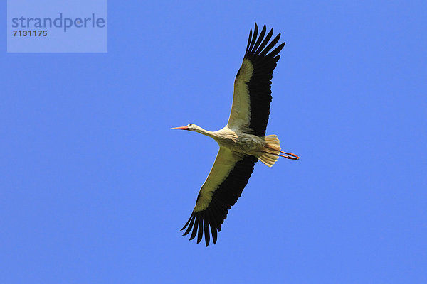 Weißstorch  Ciconia ciconia  blauer Himmel  wolkenloser Himmel  wolkenlos  spannen  fliegen  fliegt  fliegend  Flug  Flüge  Sommer  Himmel  blau  Vogel  Flügel  1  Storch  Schweiz  Zürich