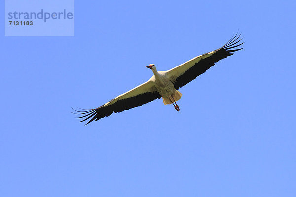 Weißstorch  Ciconia ciconia  blauer Himmel  wolkenloser Himmel  wolkenlos  spannen  fliegen  fliegt  fliegend  Flug  Flüge  Sommer  Himmel  blau  Vogel  Flügel  1  Storch  Schweiz  Zürich