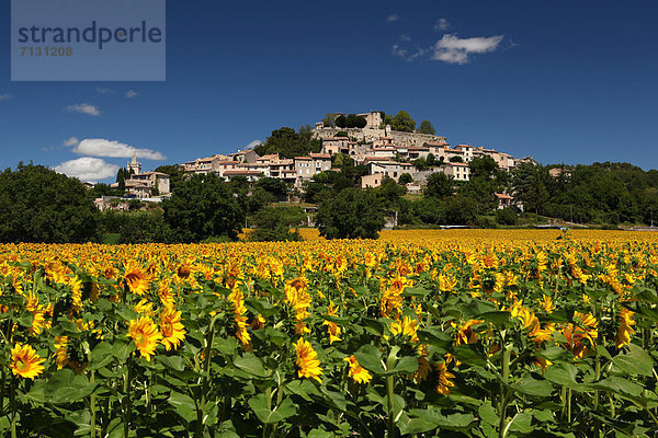 Sonnenblume  helianthus annuus  Frankreich  Himmel  Landwirtschaft  blau  Provence - Alpes-Cote d Azur  Altstadt  Alpes-de-Haute-Provence  Mähne