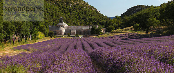 Kreuzgang  lila  Frankreich  Produktion  Landwirtschaft  Kirche  Einsamkeit  Stille  Sehenswürdigkeit  Provence - Alpes-Cote d Azur  Abtei  Gordes  Lavendel  Vaucluse