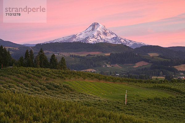 Vereinigte Staaten von Amerika  USA  Berg  Amerika  Abend  Sonnenuntergang  Baum  Landwirtschaft  Stadt  Vulkan  Fluss  Berggipfel  Gipfel  Spitze  Spitzen  Obstgarten  Schlucht  Mount Hood  Hood River  Columbia River  Kapuze  Oregon