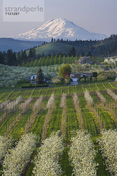 Vereinigte Staaten von Amerika  USA  Berg  Amerika  Sonnenuntergang  Baum  Landwirtschaft  Stadt  Vulkan  Berggipfel  Gipfel  Spitze  Spitzen  Obstgarten  Schlucht  Hood River  Columbia River  Mount Adams  Oregon