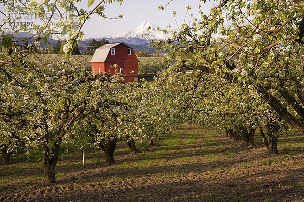 Vereinigte Staaten von Amerika  USA  Amerika  Vulkan  blühen  Scheune  Gletscher  Obstgarten  Apfel  Reihe  Schlucht  Hood River  Columbia River  Oregon