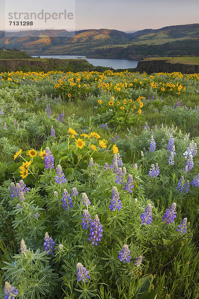 Vereinigte Staaten von Amerika  USA  Hochformat  Amerika  Blume  Botanik  Morgen  gelb  blühen  Wildblume  Schlucht  Lupine  Columbia River  Oregon