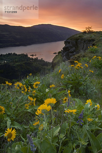 Wasser  Blume  Sonnenaufgang  Fluss  Wildblume  Schlucht  Columbia River  Oregon