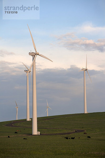 Vereinigte Staaten von Amerika USA Erneuerbare Energie Alternative Energie Alternativenergie Hochformat Energie energiegeladen Landschaft Amerika Lebensmittel Wind sauber grün Landwirtschaft Bauernhof Hof Höfe Windenergie Weizen Windmühle Oregon Stärke