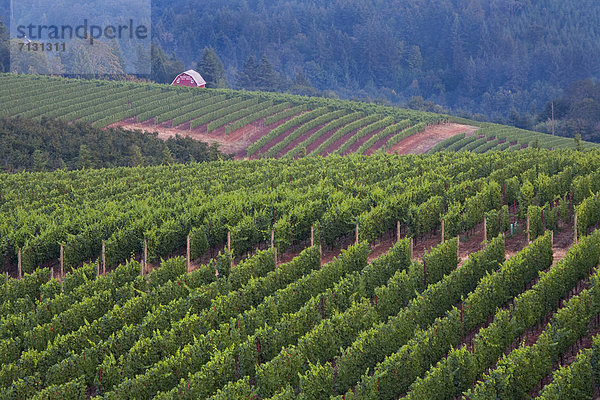 Vereinigte Staaten von Amerika  USA  Weingut  Amerika  Sommer  Wein  Landwirtschaft  Weinberg  Oregon  Reben