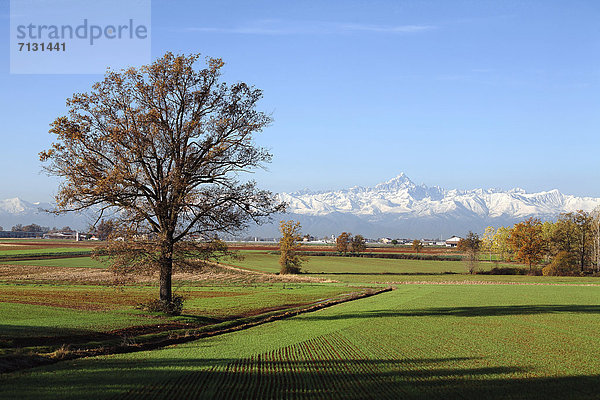 Landschaftlich schön  landschaftlich reizvoll  Europa  Baum  Feld  Alpen  Italien