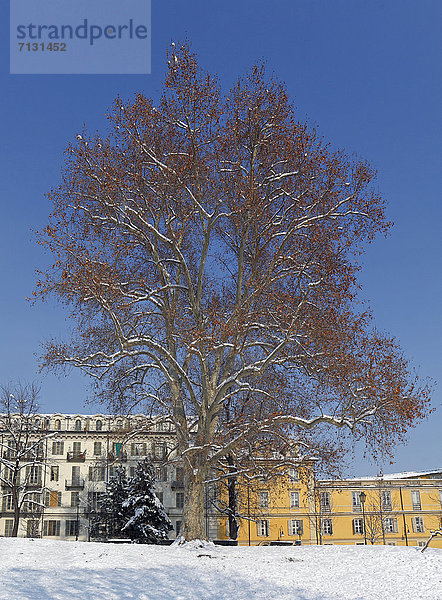 Platane  Europa  Winter  Baum  Piemont  Italien  Turin