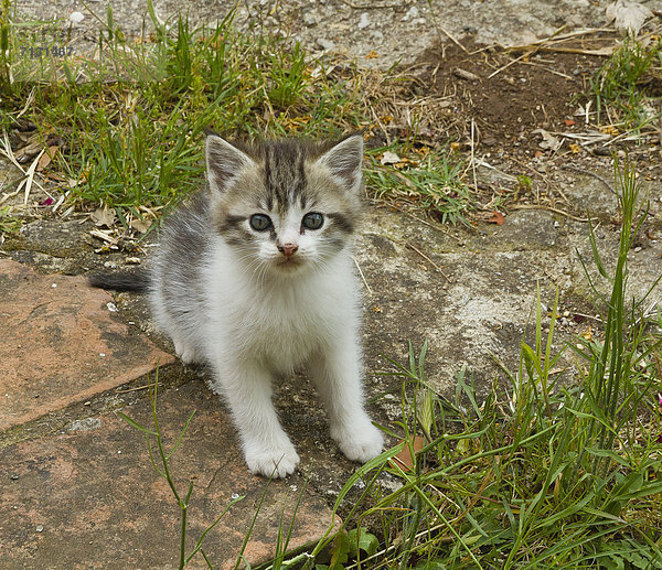 Tier  Haustier  Garten  Katze  jung  Kätzchen  Katze