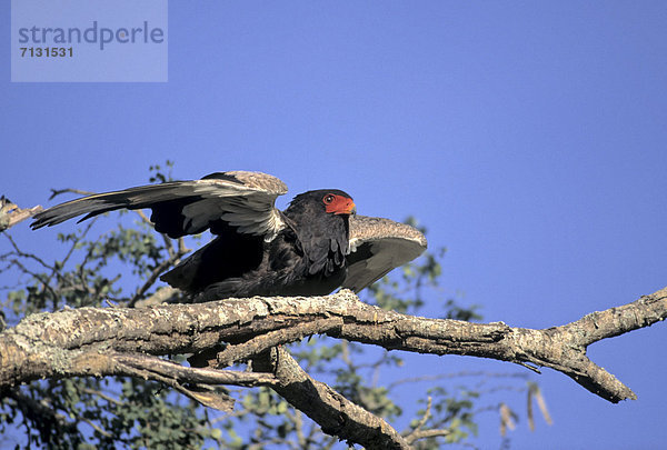 Südliches Afrika  Südafrika  Greifvogel  Nationalpark  Tier  Vogel  Bussard