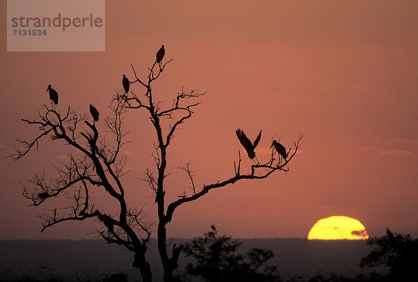 Südliches Afrika  Südafrika  Marabu  Leptoptilos crumeniferus  Nationalpark  Sonnenaufgang  Tier  Vogel  Storch