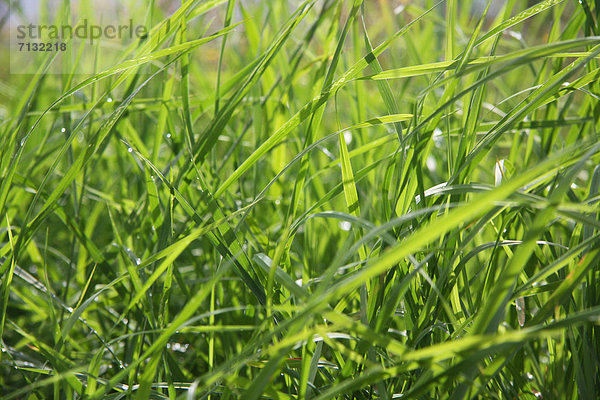 Grashalm  Muster  Konzept  grün  Natur  Pflanze  Gras  Schnittmuster
