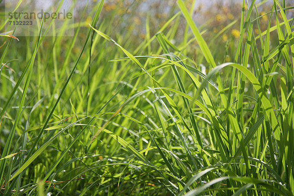 Grashalm  Muster  Konzept  grün  Natur  Pflanze  Gras  Schnittmuster