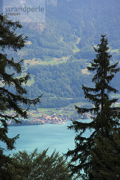Europa See Tanne Bern Berner Oberland Iseltwald Schweiz