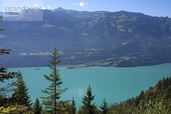 Europa Berg See Insel Tanne Bern Berner Oberland Iseltwald Schweiz