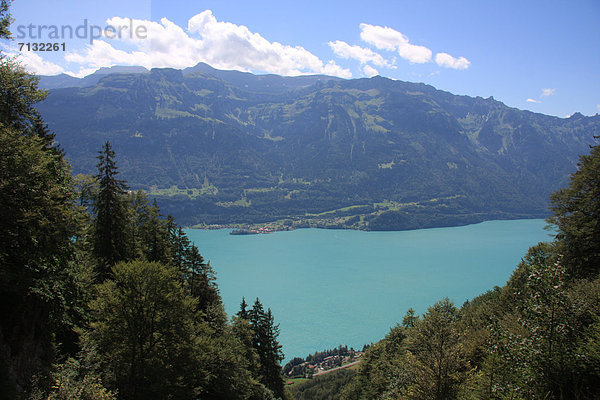 Europa Berg See Tanne Bern Berner Oberland Iseltwald Schweiz