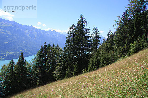 Europa Blume Wald Berg Holz Wiese steil Gras Bern Berner Oberland Hang Schweiz