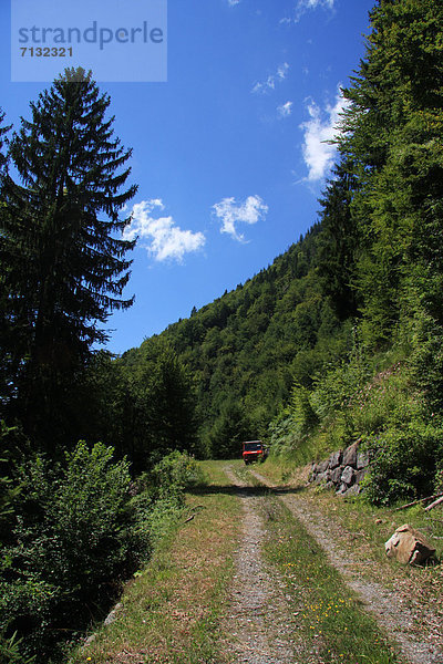Europa Wald Holz Bern Berner Oberland Waldweg Schweiz Weg