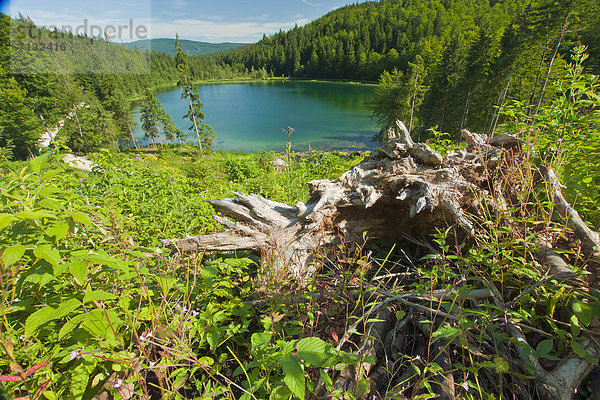 Naturschutzgebiet  Wasser  Europa  Berg  Landschaft  ruhen  Ruhe  See  Natur  Stille  Alpen  Bayern  Biotop  Chiemgau  Rest  Überrest  Oberbayern