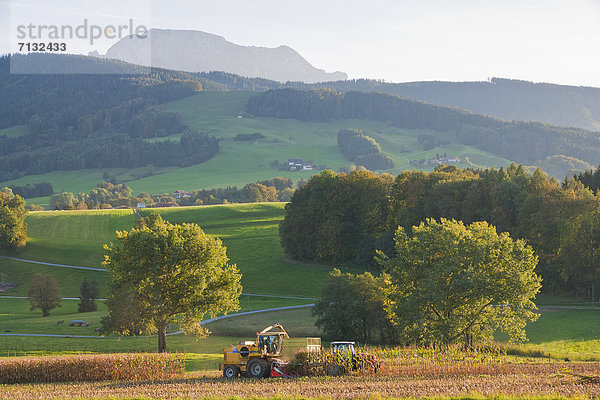 Mais Zuckermais Kukuruz Maisfeld Europa Landwirtschaft Traktor ernten Nutzpflanze Bauernhof Hof Höfe Dorf Feld Wiese Bayern Deutschland Mais Oberbayern