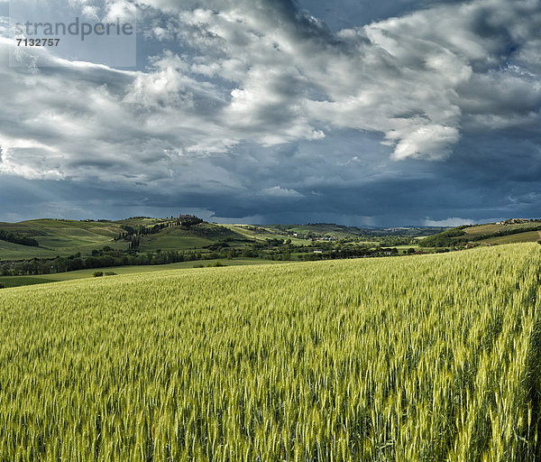 Landschaftlich schön  landschaftlich reizvoll  Europa  Wolke  Hügel  grün  Feld  Toskana  Italien