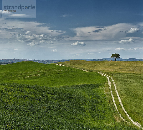 Landschaftlich schön  landschaftlich reizvoll  Europa  Hügel  grün  Feld  Feldweg  Toskana  Italien  Weg