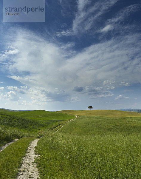 Landschaftlich schön  landschaftlich reizvoll  Europa  Hügel  grün  Feld  Feldweg  Toskana  Italien  Weg