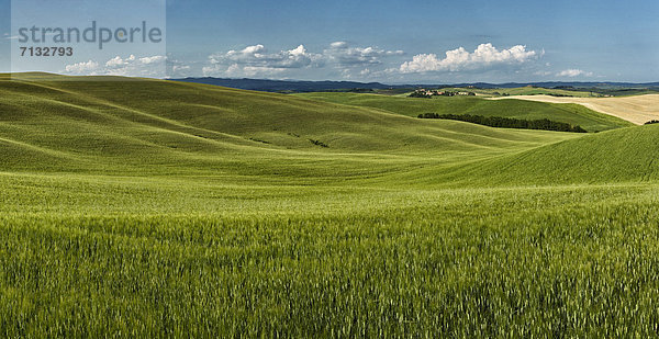 Landschaftlich schön  landschaftlich reizvoll  Europa  Hügel  grün  Feld  Toskana  Italien