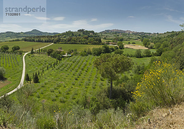 Landschaftlich schön  landschaftlich reizvoll  Europa  Landwirtschaft  Feld  Toskana  Italien  Montepulciano