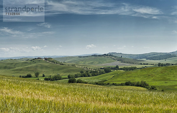 Landschaftlich schön  landschaftlich reizvoll  Europa  Hügel  grün  Feld  Toskana  Italien