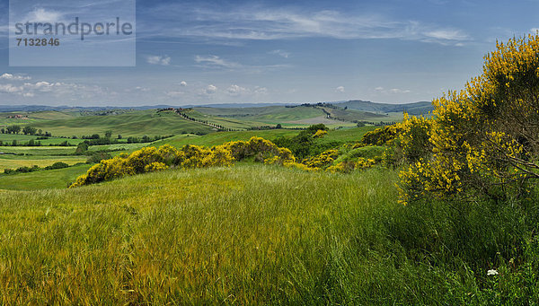 Landschaftlich schön  landschaftlich reizvoll  Europa  Hügel  grün  Feld  Toskana  Italien